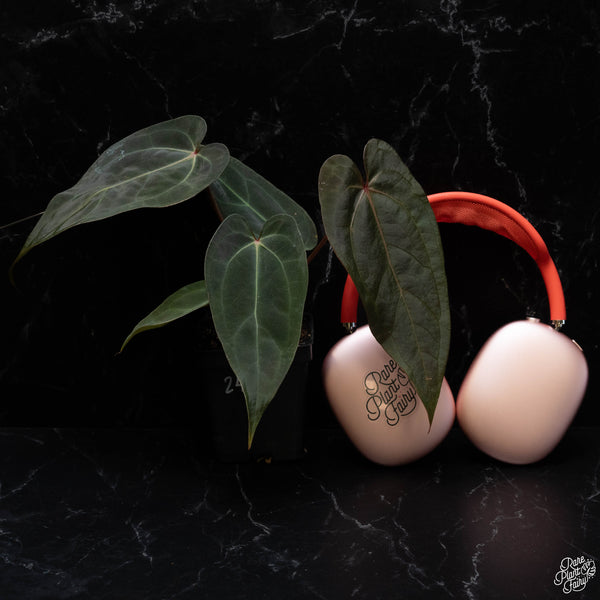 Anthurium Red Velvet Cake '24' x Dark and Handsome '9' by DocBlock® *Grower's choice*