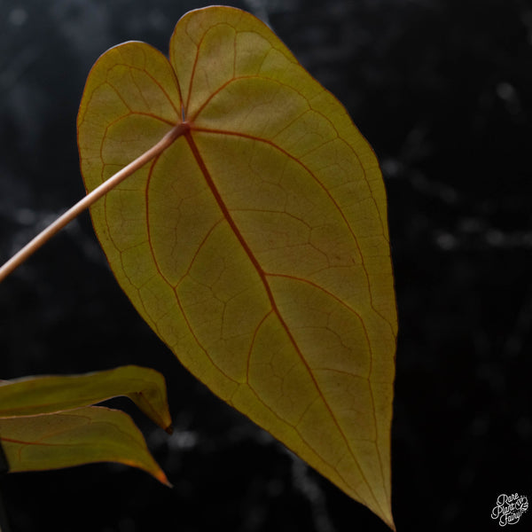 Anthurium Red Velvet Cake '24' x Dark and Handsome '9' by DocBlock® *Grower's choice*