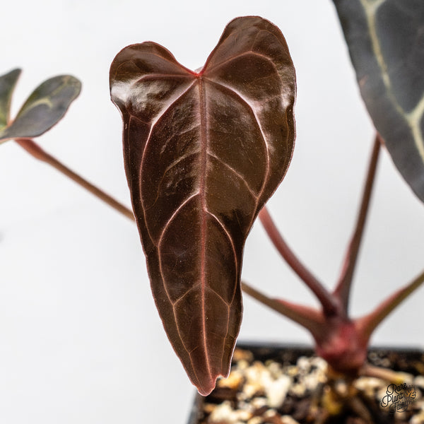 Anthurium Red Velvet Cake '24' x Dark & Handsome '9' by DocBlock® (wk45-M)