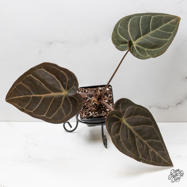 Anthurium Red Velvet Cake '24' x Dark & Handsome '9' by DocBlock® (wk52-G)