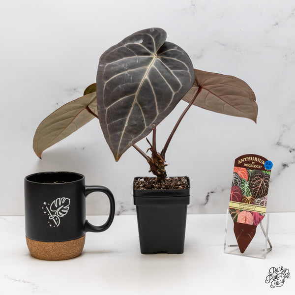 Anthurium Red Velvet Cake '24' x Dark & Handsome '9' by DocBlock® (wk52-G)