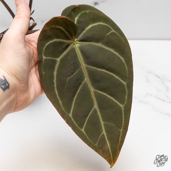 Anthurium Red Velvet Cake '24' x Dark & Handsome '9' by DocBlock® (wk52-G)