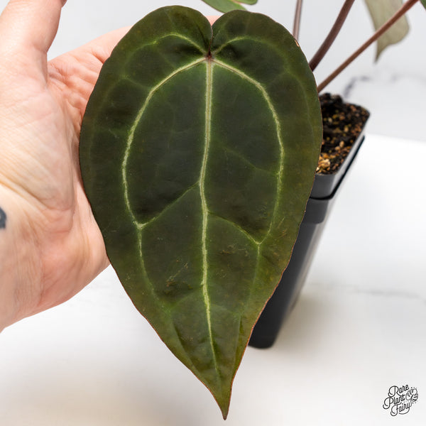 Anthurium Red Velvet Cake '24' x Zara '29' by DocBlock® (wk45-R)