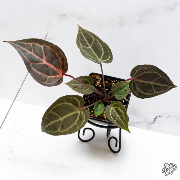 Anthurium Red Velvet Cake '24' x Zara '29' by DocBlock® (wk45-S)