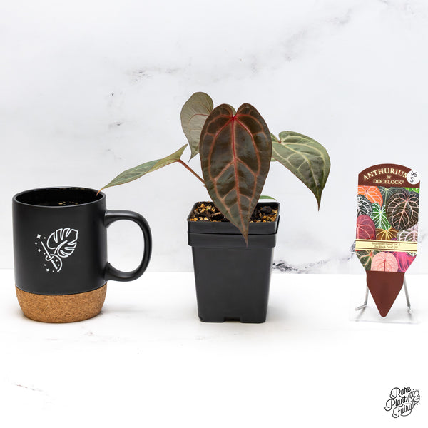 Anthurium Red Velvet Cake '24' x Zara '29' by DocBlock® (wk45-S)