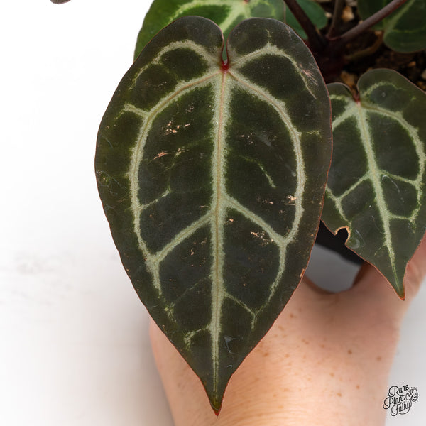 Anthurium Red Velvet Cake '24' x Zara '29' by DocBlock® (wk45-U) *Red Vein Emergent*