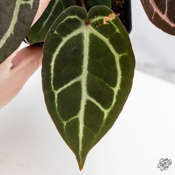 Anthurium Red Velvet Cake '24' x Zara '29' by DocBlock® (wk45-U) *Red Vein Emergent*