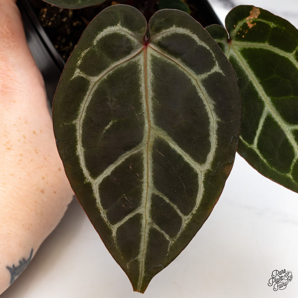 Anthurium Red Velvet Cake '24' x Zara '29' by DocBlock® (wk45-U) *Red Vein Emergent*