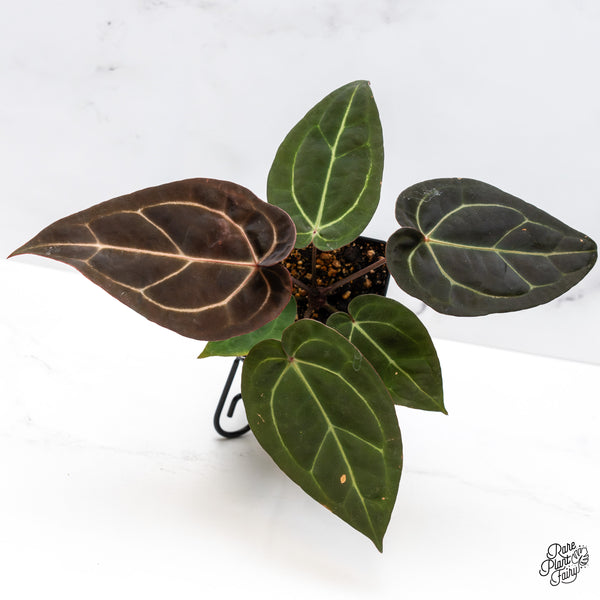 Anthurium Red Velvet Cake '24' x Zara '29' by DocBlock® (wk45-W) *Dark Emergent*