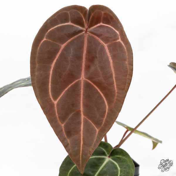 Anthurium Red Velvet Cake '24' x Zara '29' by DocBlock® (wk51-E)