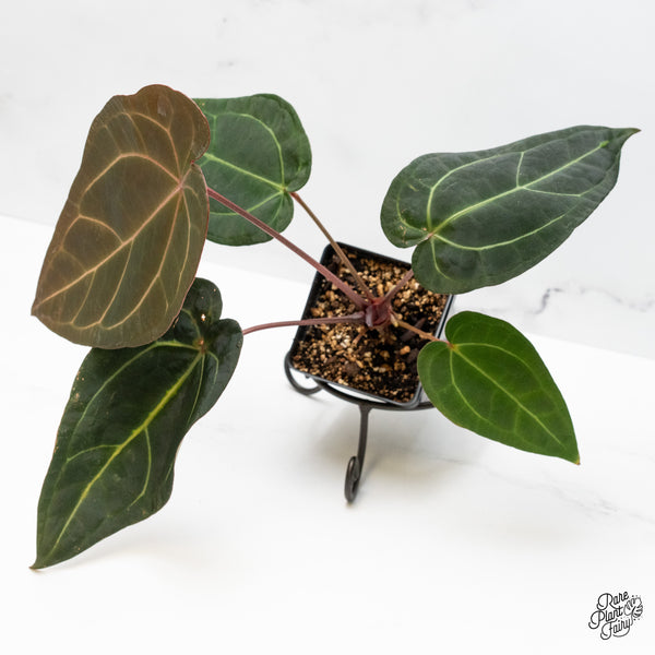 Anthurium Red Velvet Cake '24' x Zara '29' by DocBlock® (wk51-L)