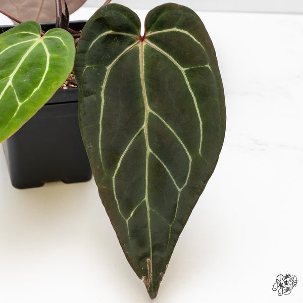 Anthurium Red Velvet Cake '24' x Zara '29' by DocBlock® (wk52-O)