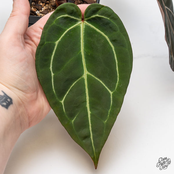 Anthurium Red Velvet Cake '24' x Zara '29' by DocBlock® (wk52-O)