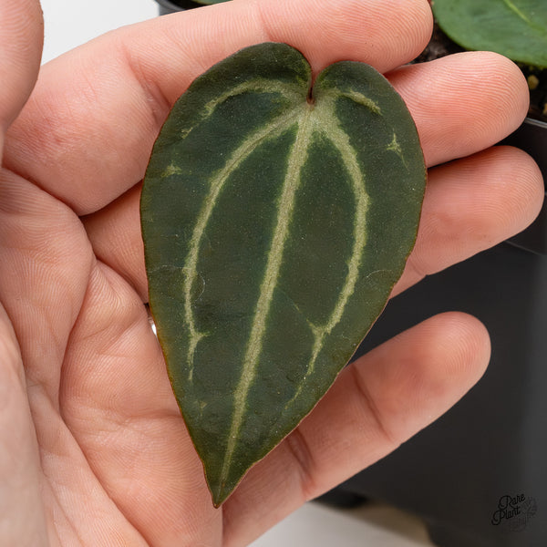 Anthurium Red Velvet Cake '24' x Zara '29' by DocBlock® (wk52-Y)