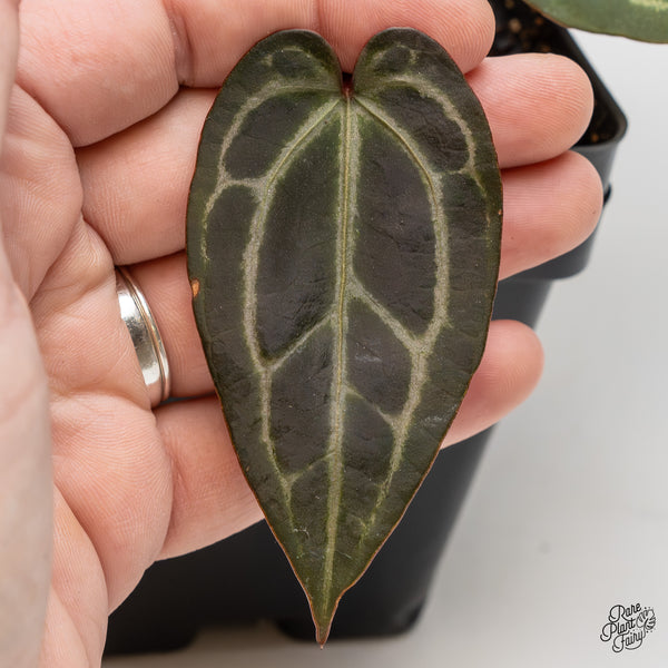 Anthurium Red Velvet Cake '24' x Zara '29' by DocBlock® (wk52-Y)