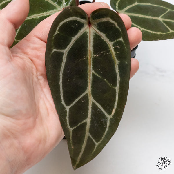 Anthurium Red Velvet Cake '24' x Zara '29' by DocBlock® (wk1-T)