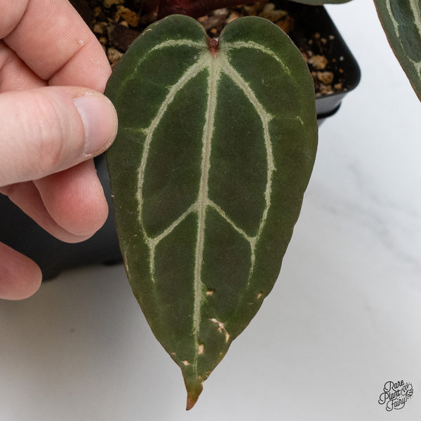 Anthurium Red Velvet Cake '24' x Zara '29' by DocBlock® (wk1-T)