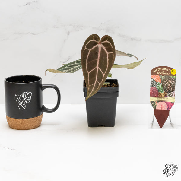 Anthurium Red Velvet Cake '24' x Zara '29' by DocBlock® (wk1-T)