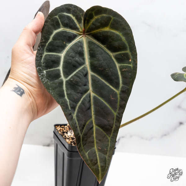 Anthurium Red Velvet Cake '24' x Home, Sweet Home '32' by DocBlock® (wk51-I)