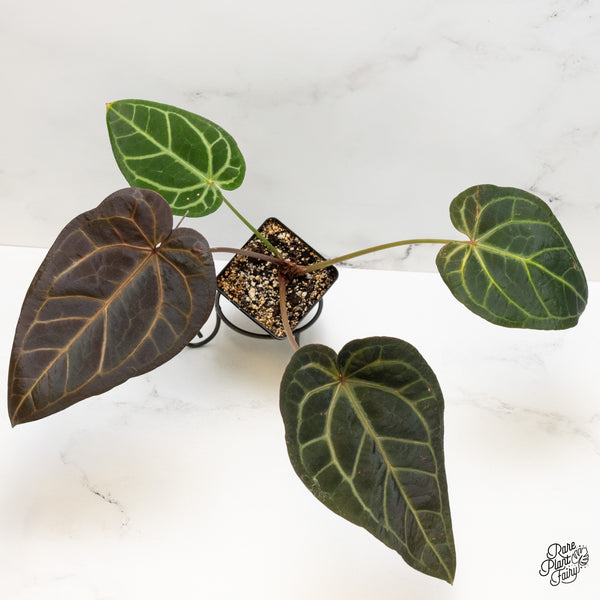 Anthurium Red Velvet Cake '24' x Home, Sweet Home '32' by DocBlock® (wk51-I)