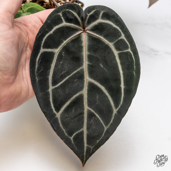 Anthurium Home, Sweet Home '32' x Red Velvet Cake '24' by DocBlock® (wk45-I) *Dark Emergent*