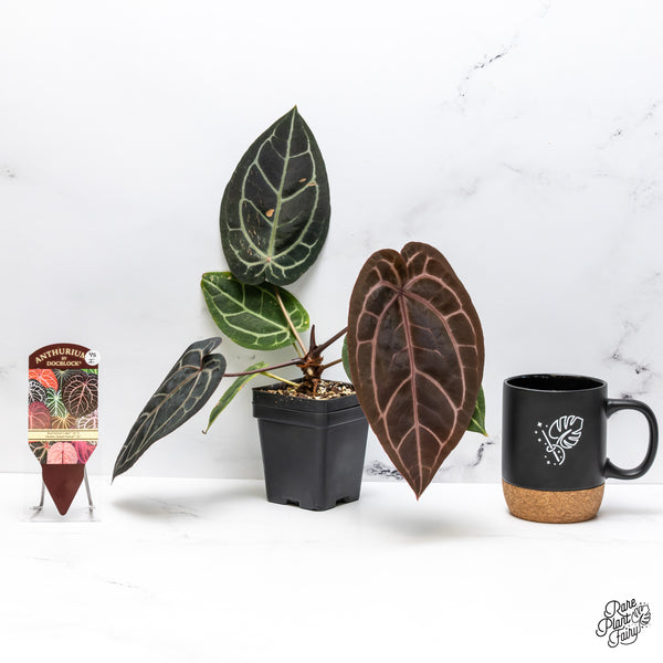 Anthurium Home, Sweet Home '32' x Red Velvet Cake '24' by DocBlock® (wk45-I) *Dark Emergent*