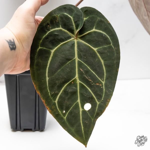 Anthurium Red Velvet Cake '24' x Home, Sweet Home '32' by DocBlock® (wk52-B)