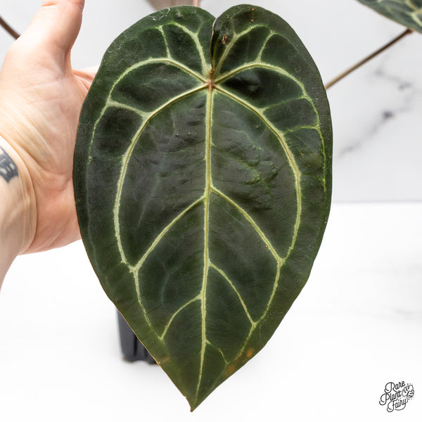 Anthurium Red Velvet Cake '24' x Home, Sweet Home '32' by DocBlock® (wk52-B)