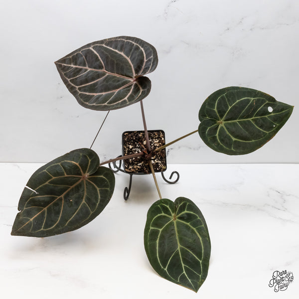 Anthurium Red Velvet Cake '24' x Home, Sweet Home '32' by DocBlock® (wk52-B)