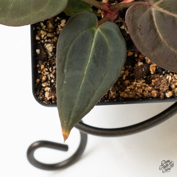 Anthurium Red Velvet Cake '24' x Red Velvet Cake '24' by DocBlock® (wk1-U)