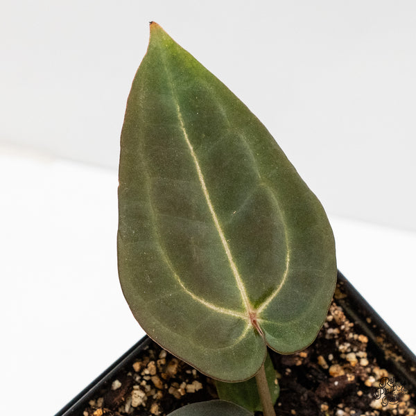 Anthurium Red Velvet Cake '24' x Red Velvet Cake '24' by DocBlock® (wk1-U)