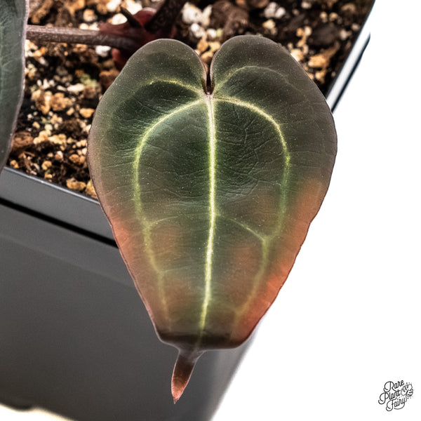 Anthurium Red Velvet Cake '24' x Red Velvet Cake '24' by DocBlock® (wk6-Z)