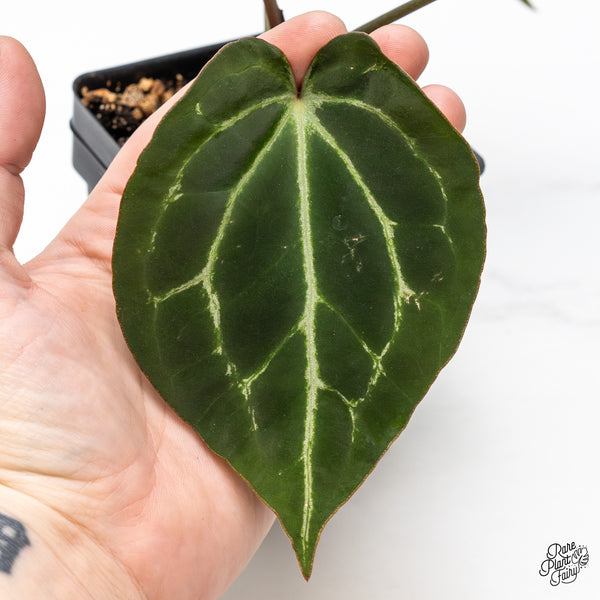 Anthurium Tortoise Shell Grey '36' x Black Widow '13' by DocBlock® (wk46-A)