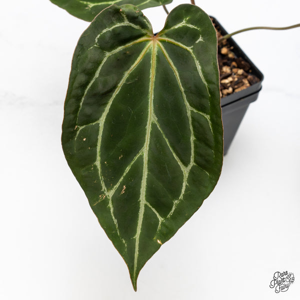 Anthurium Tortoise Shell Grey '36' x Black Widow '13' by DocBlock® (wk46-A)