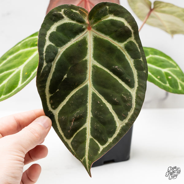 Anthurium Zara '14' x Black Widow '13' by DocBlock® (wk49-L)