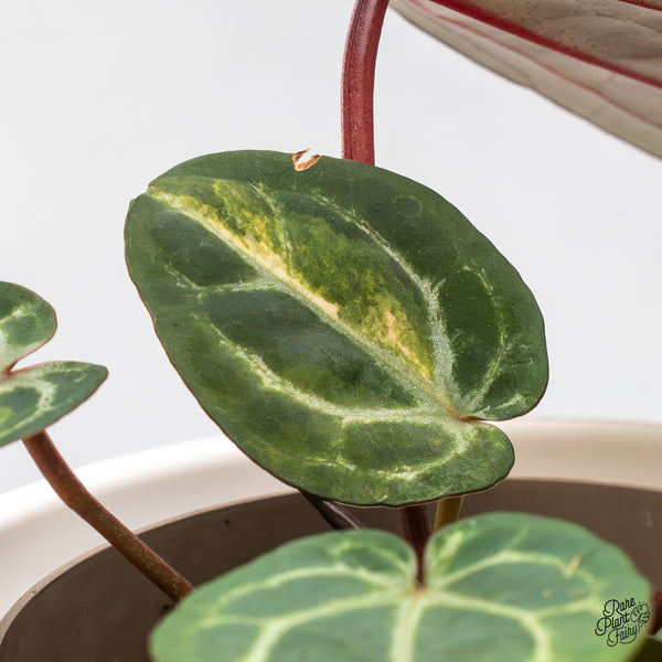 Variegated Anthurium Home, Sweet Home '32' x Zara '14' by DocBlock® (wk46-AB)