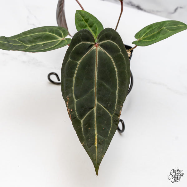 Anthurium Zara '29' x Dark & Handsome '9' by DocBlock® (wk47-R)