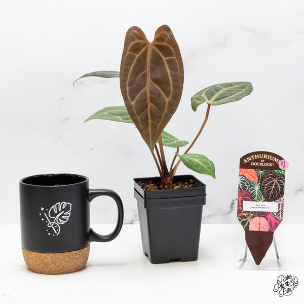 Anthurium Zara '29' x Dark & Handsome '9' by DocBlock® (wk51-Y)