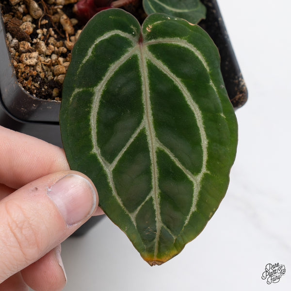 Anthurium Crystal Red '12' x Zara '14' by DocBlock® (wk46-P)