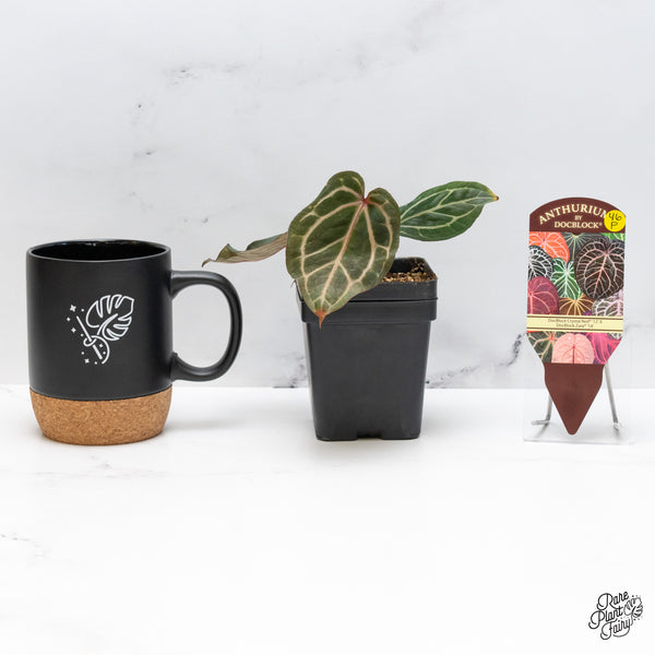 Anthurium Crystal Red '12' x Zara '14' by DocBlock® (wk46-P)