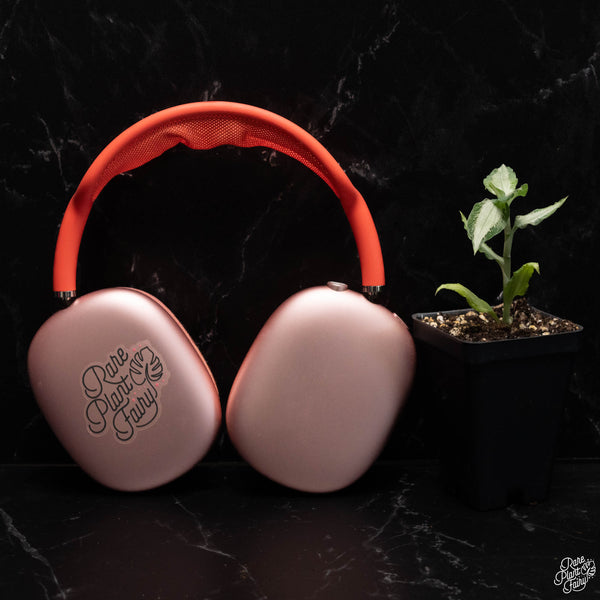 Aspidogyne argentea jewel orchid *Growers choice*