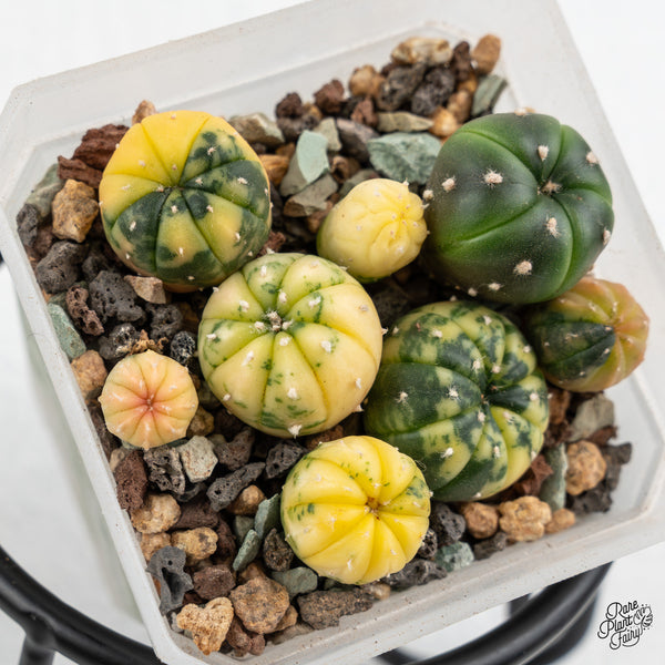 Astrophytum Asterias Variegated Cactus (wk47-B)