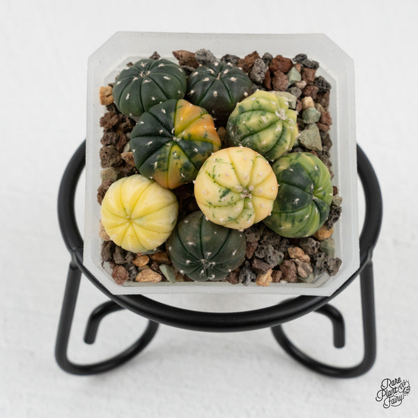 Astrophytum Asterias Variegated Cactus (wk50-K)