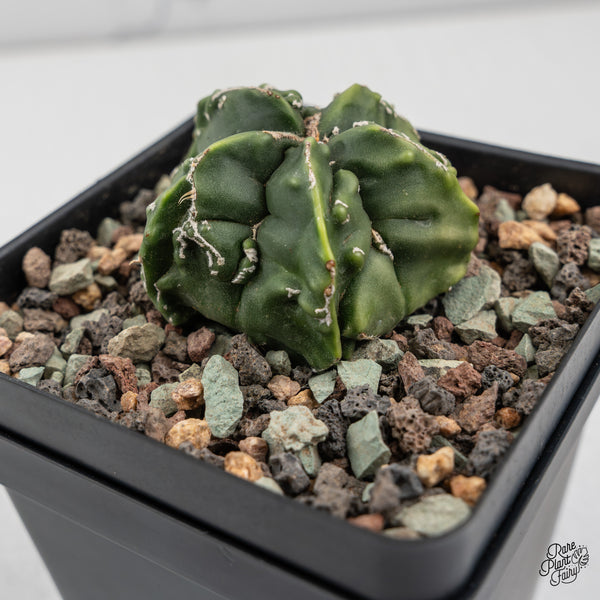 Astrophytum Myriostigma 'Fukuryu' Cactus (wk45-B)