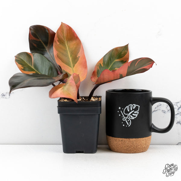 Philodendron 'Black Cardinal' variegated *Growers Choice*