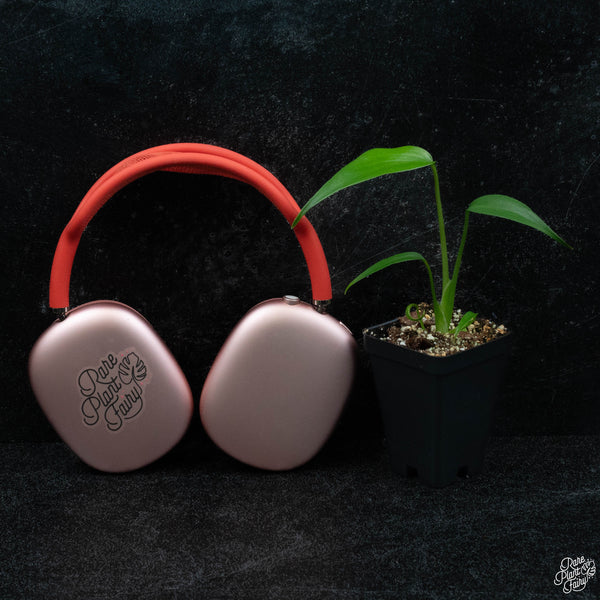 Monstera 'Burle Marx Flame' *Grower's Choice*