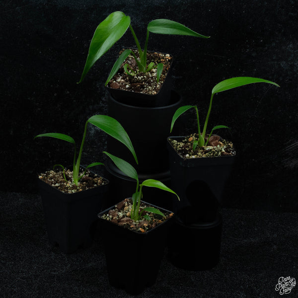 Monstera 'Burle Marx Flame' *Grower's Choice*