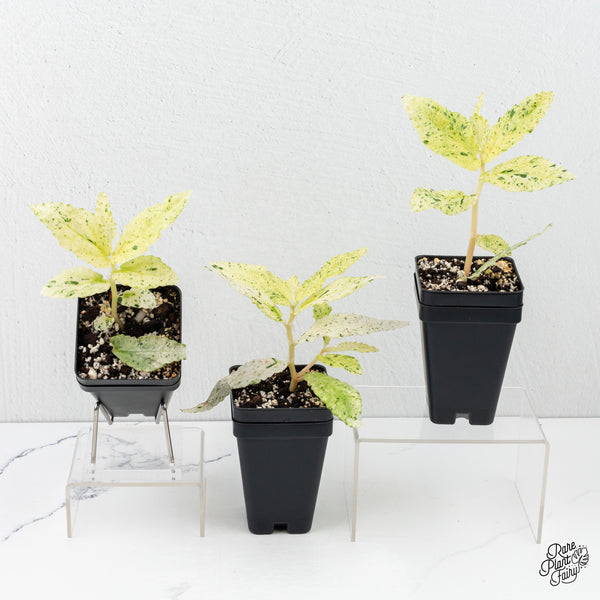 Begonia 'Peppermint' / Variegated Pellionia Repens *Grower's choice*