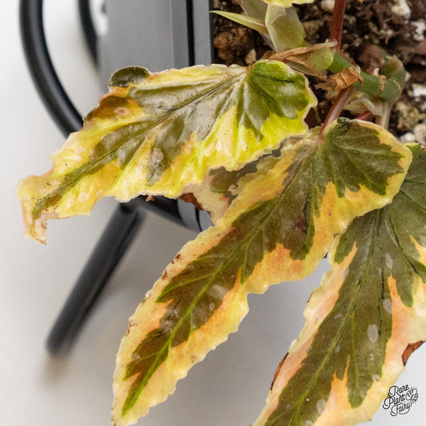 Begonia 'Dainty Spray' Sport Variegated (wk49-D)