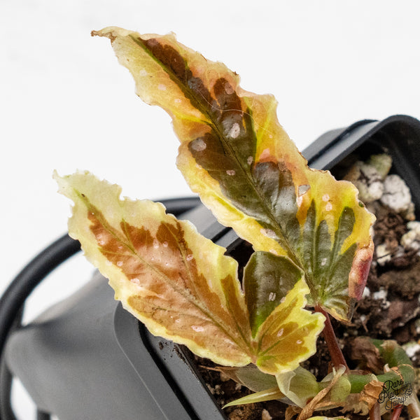 Begonia 'Dainty Spray' Sport Variegated (wk49-D)